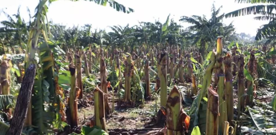Tornado y fuertes aguaceros azotan el Cibao: graves pérdidas agrícolas en Valverde e inundaciones en Santiago