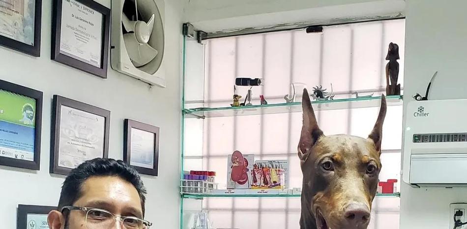 Mascotas ante sismos: Guía para armar un kit de emergencia de 72 horas para perros y gatos
